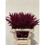Amaranthus Rebasesaba Cruen Velvet 60-65cm