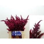 Amaranthus Rebasesaba Cruen Velvet 60-65cm