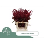 Amaranthus Rebashein Cruen Velvet 70cm