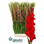 Gladiolus Gladiool Red Balance 125cm