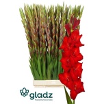 Gladiolus Gladiool Red Balance 130cm