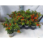 Solanum pseud Koralltomat bartoli berry 12cm