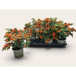 Solanum pseud Koralltomat bartoli 14cm