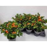 Solanum pseudocapsicum bartoli berry 17cm