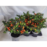 Solanum pseudocapsicum bartoli berry 17cm