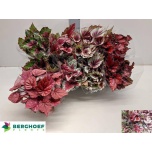 Begonia Begoonia bela mix 12cm