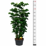 Polyscias Tarasarik Roble 21cm