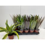Indoor plants mix green 6 varieties 12cm