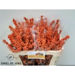 Ilex Winter Gold 70cm