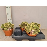 Cactus Gem 4 Srt 15cm