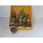 Cactus mix 18 varieties 5,5cm