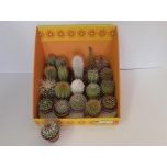 Cactus Kaktus mix 18 varieties 5,5cm