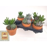 Succulenten mix 12cm