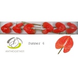 Anthurium Flamingolill Avo Summer