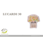 Anthurium Lucardi 35cm