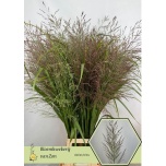 Panicum vi dallas blues 125cm (tk)