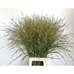 Panicum Hirss VI Dallas Blues (tk)