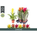 Guzmania Gem 3 Srt 12cm