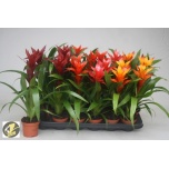 Guzmania mix 4 varieties 9cm