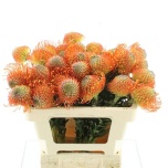 Nutans Leucospermum Nõelakera Neena 50cm*5