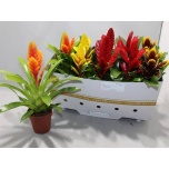 Vriesea Vriisea mix 5 varietys 12cm