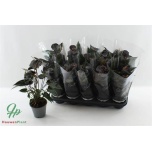 Anthurium Flamingolill Black Love 12cm