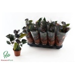 Anthurium black love 12cm