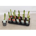 Hippeastrum Ratsuritäht mix 2 varietys 12cm