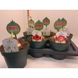 Hippeastrum Ratsuritäht mix 17cm