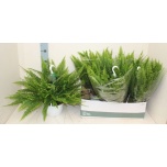 Nephrolepis Nefroleep exal sonata 19cm