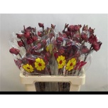 Hibiscus red star 60cm