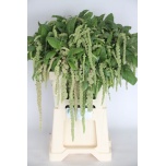 Amaranthus Rebashein Green Cord 60cm