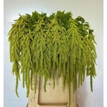 Amaranthus Rebashein Green Cord 80cm