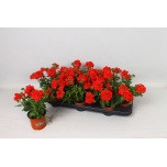 Verbena Raudürt empr dark red 10,5cm