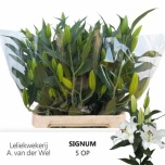 Lilium Liilia OR Signum 100cm