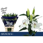 Lilium Liilia OR Signum 100cm