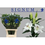Lilium Liilia OR Signum 100cm