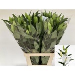 Lilium Liilia OR Signum 100cm