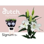 Lilium Liilia OR Signum 100cm