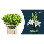 Lilium Liilia OR Signum 75cm