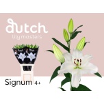 Lilium Liilia OR Signum 90cm
