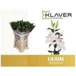 Lilium Liilia OR Signum 95cm