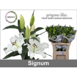 Lilium Liilia OR Signum 95cm