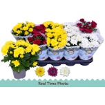 Chrysanthemum Krüsanteem indi double flowered mix 12cm
