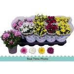 Chrysanthemum Krüsanteem indi double flowered mix 12cm