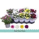 Chrysanthemum Krüsanteem indi double flowered mix 12cm