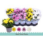Chrysanthemum Krüsanteem indi double flowered mix 12cm
