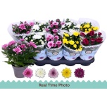 Chrysanthemum Krüsanteem indi double flowered mix 12cm