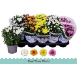 Chrysanthemum Krüsanteem indi double flowered mix 12cm