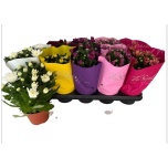 Chrysanthemum Krüsanteem indi double flowered mix 12cm